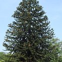Araucaria araucana silhouette